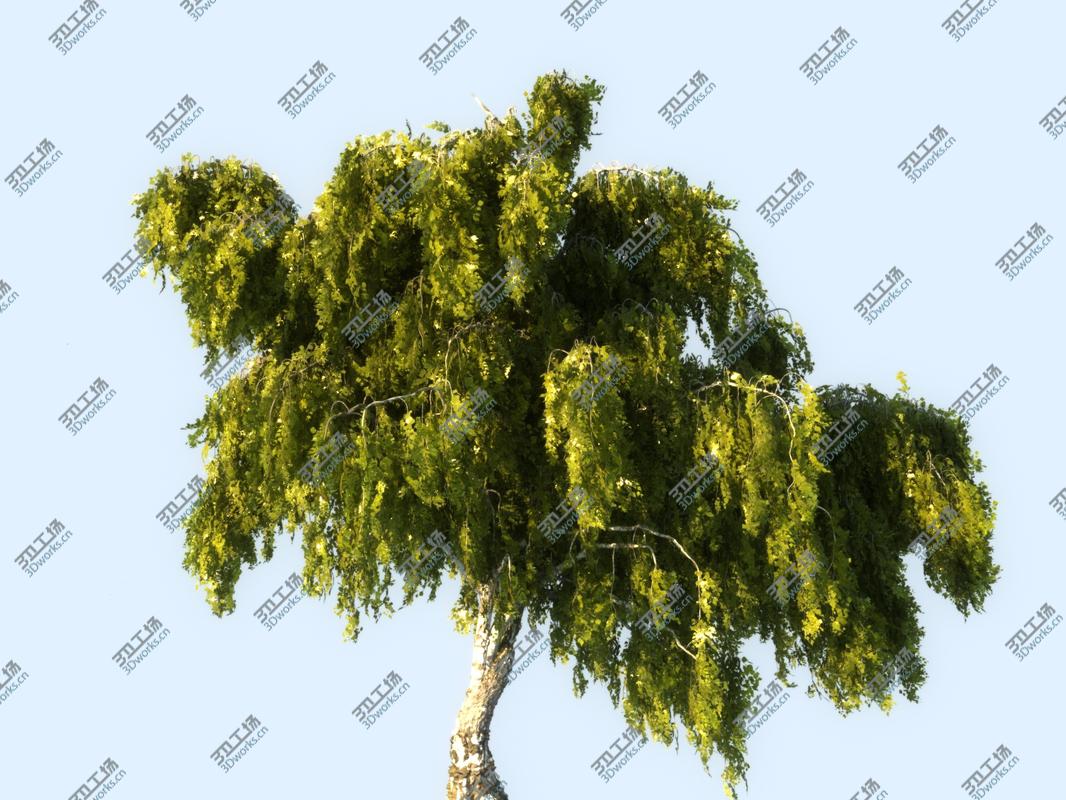 images/goods_img/202105072/Birch-Tree Animated 3D model/4.jpg